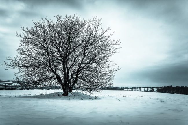 images_arbre-solitaire-hiver
